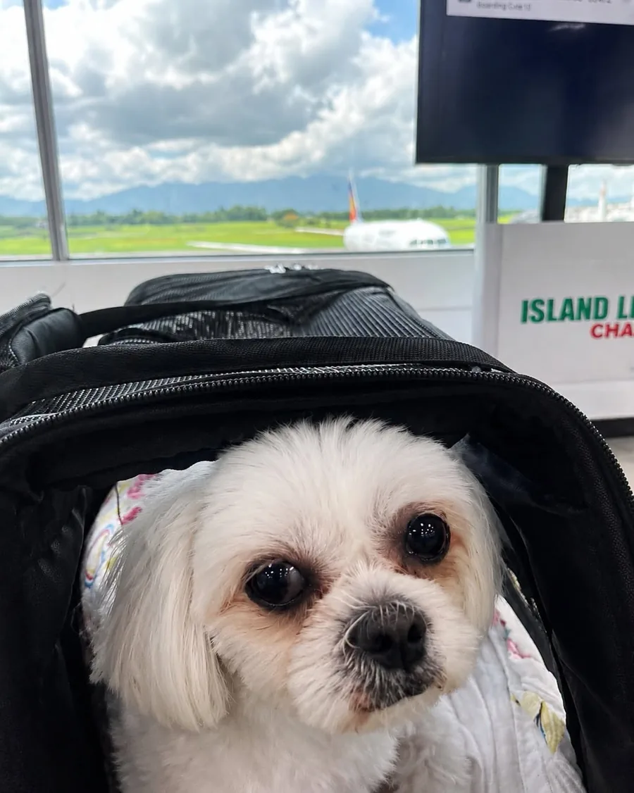 Domestic Pet Transport: What's New in 2026