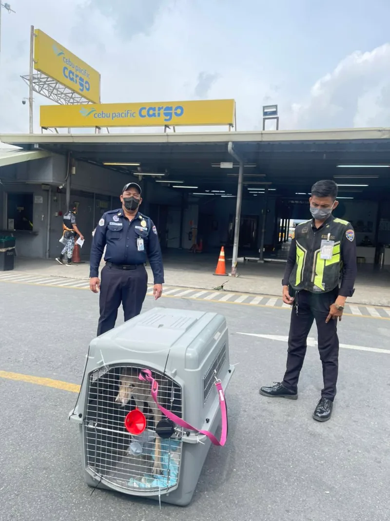 A FurExpress pet at the cargo terminal